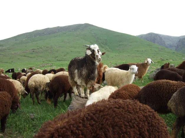 Sheep in a mountainous pasture